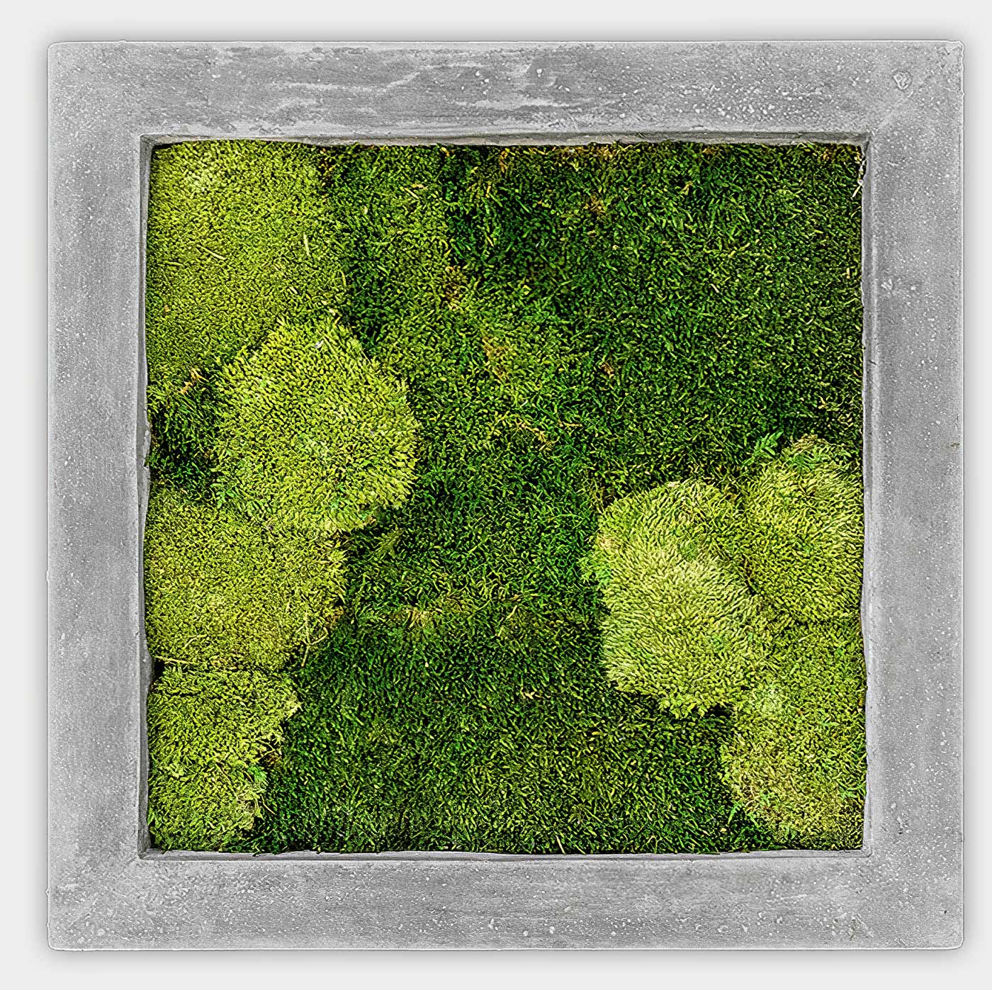 Quadratisches gemischtes Moosbild