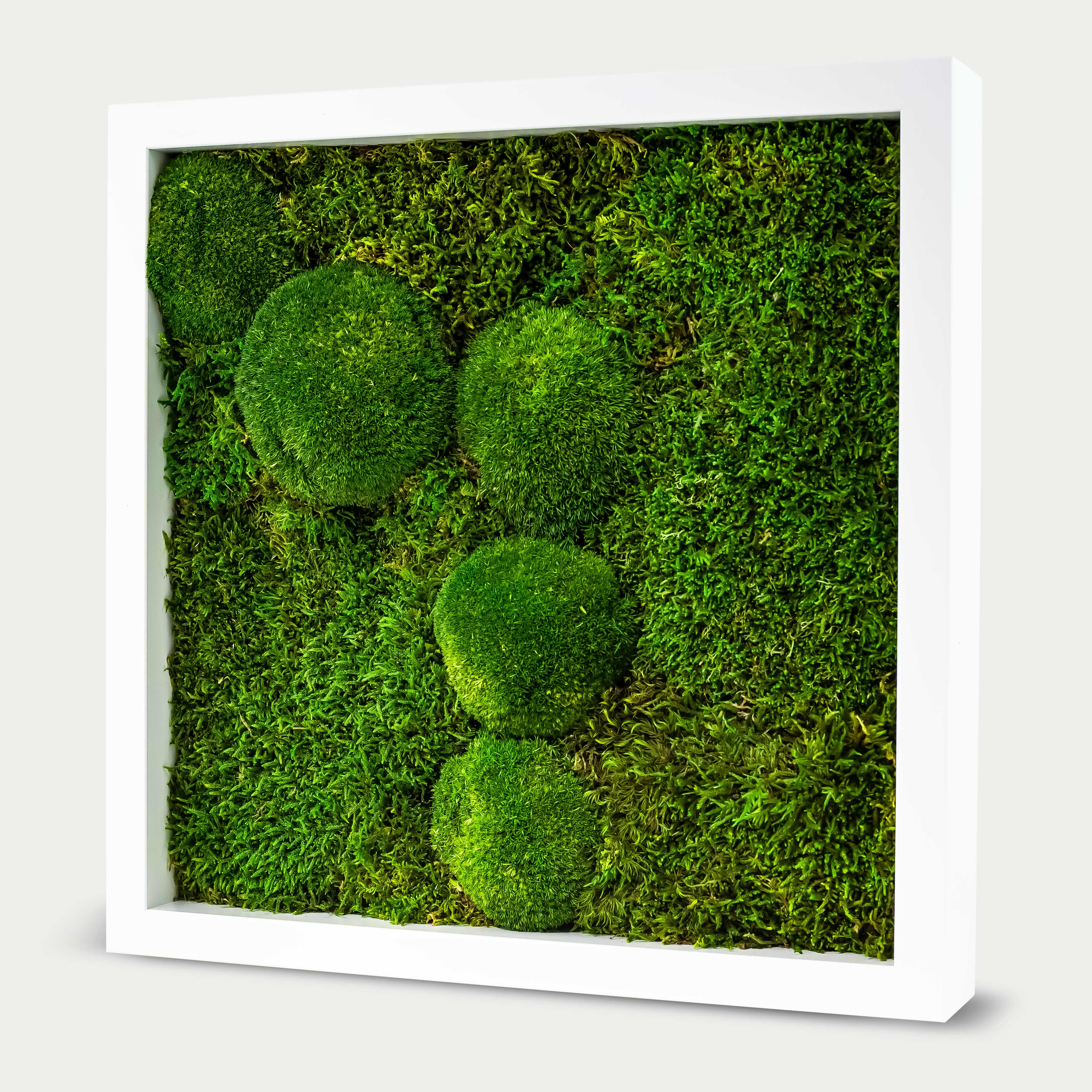 Quadratisches Kugel - & Flachmoosbild - 40 x 40 cm