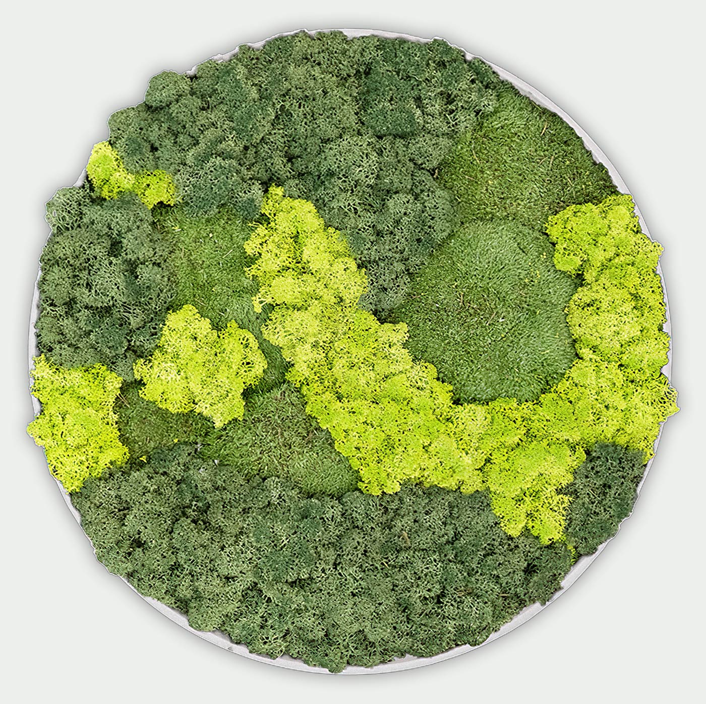 Rundes gemischtes Moosbild