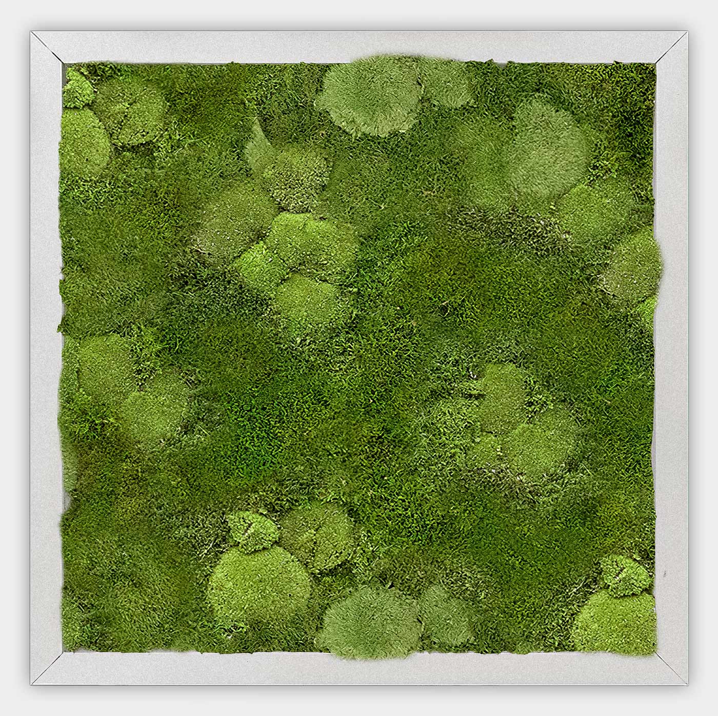 Quadratisches gemischtes Moosbild