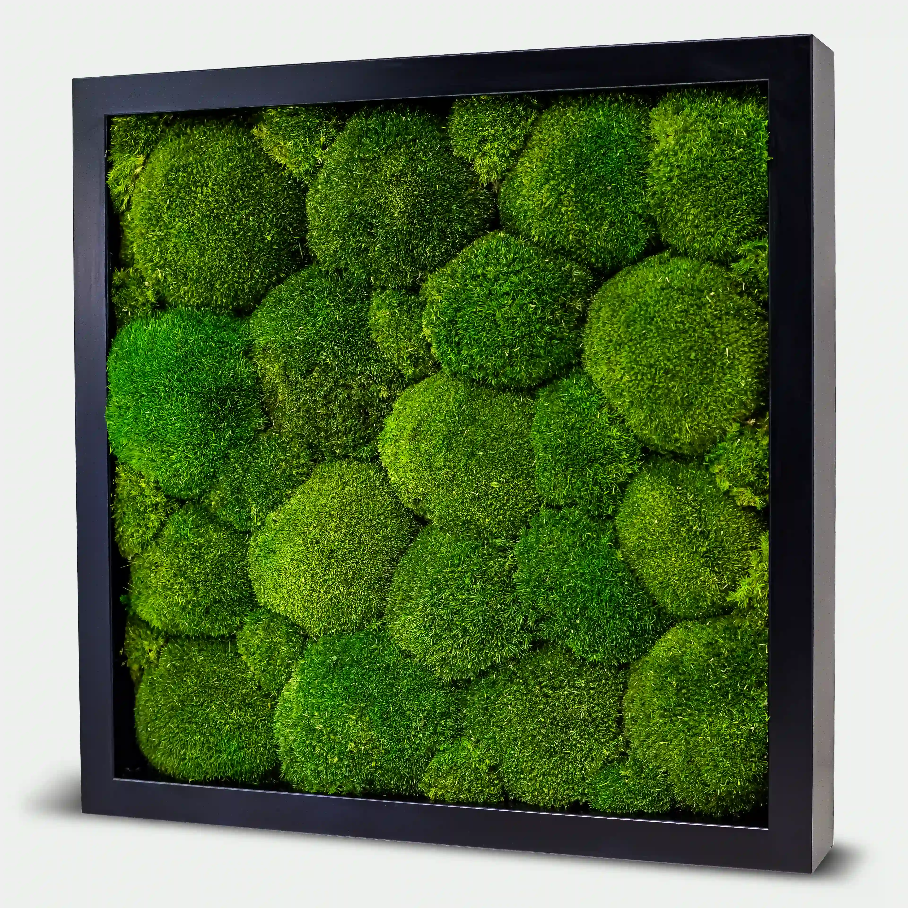 Quadratisches Kugelmoosbild - 40 x 40 cm