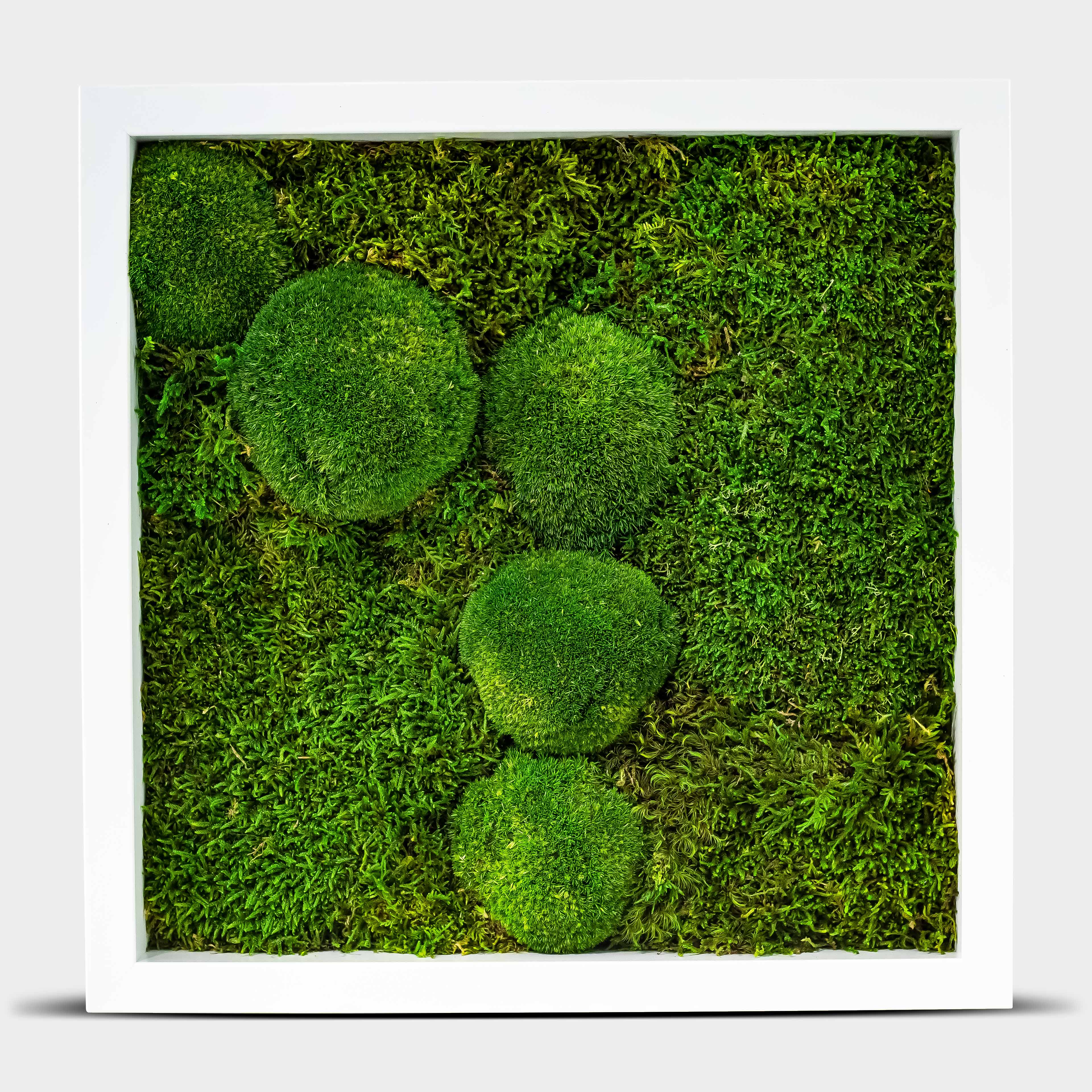 Quadratisches Kugel - & Flachmoosbild - 40 x 40 cm