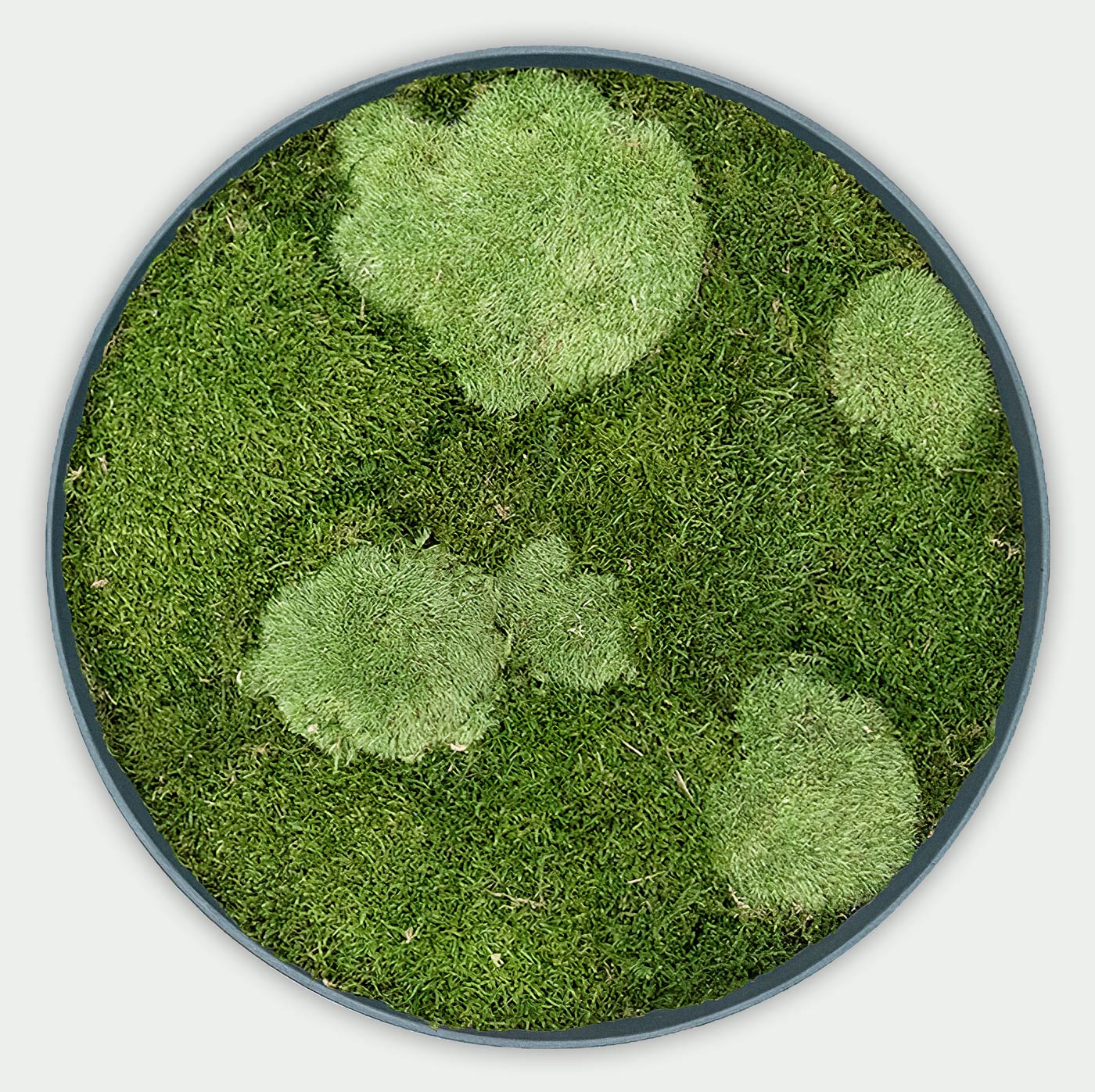 Rundes gemischtes Moosbild