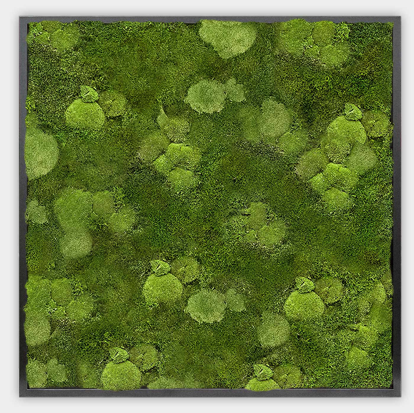 Quadratisches gemischtes Moosbild