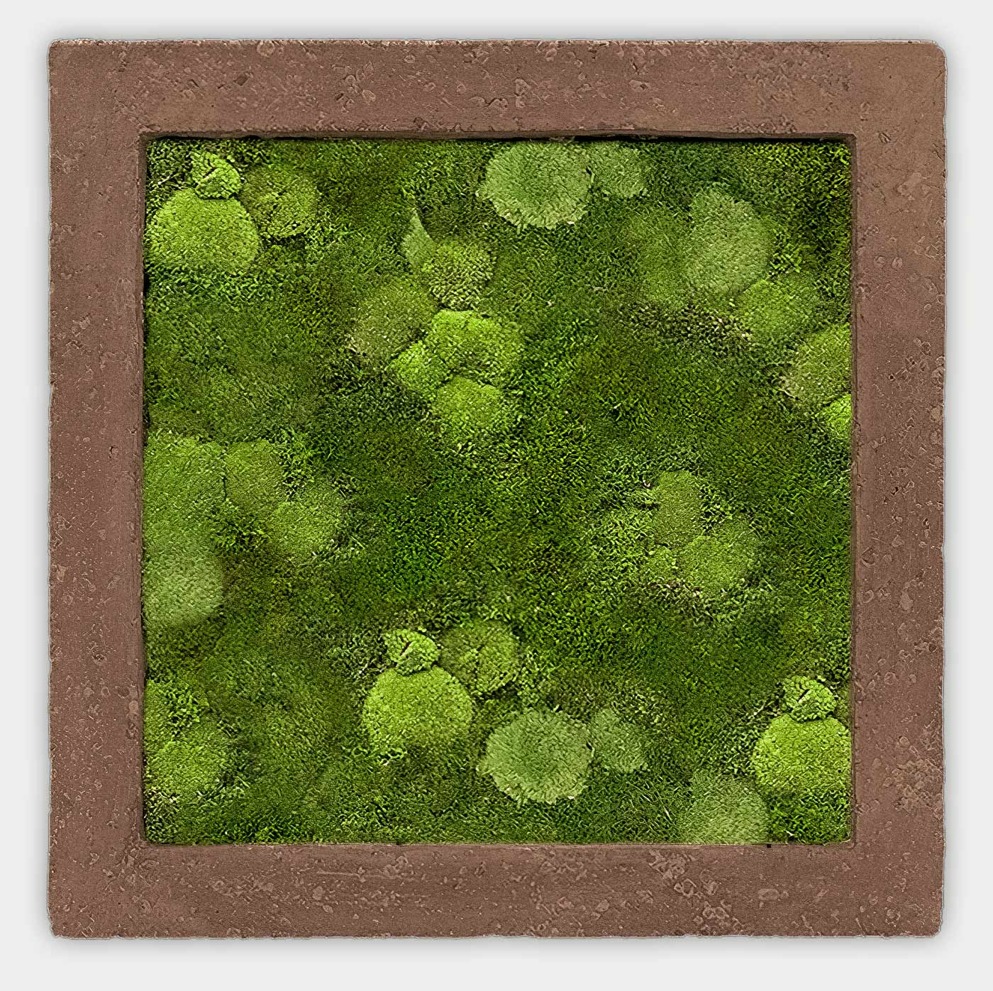 Quadratisches gemischtes Moosbild