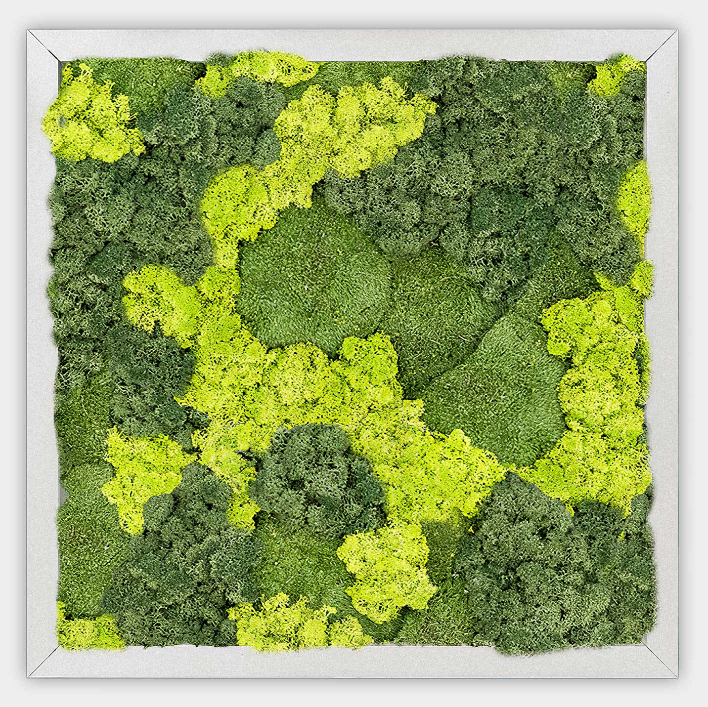 Quadratisches gemischtes Moosbild