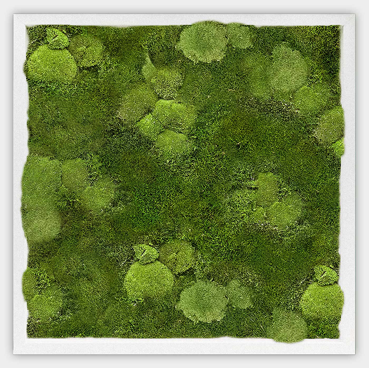 Quadratisches gemischtes Moosbild