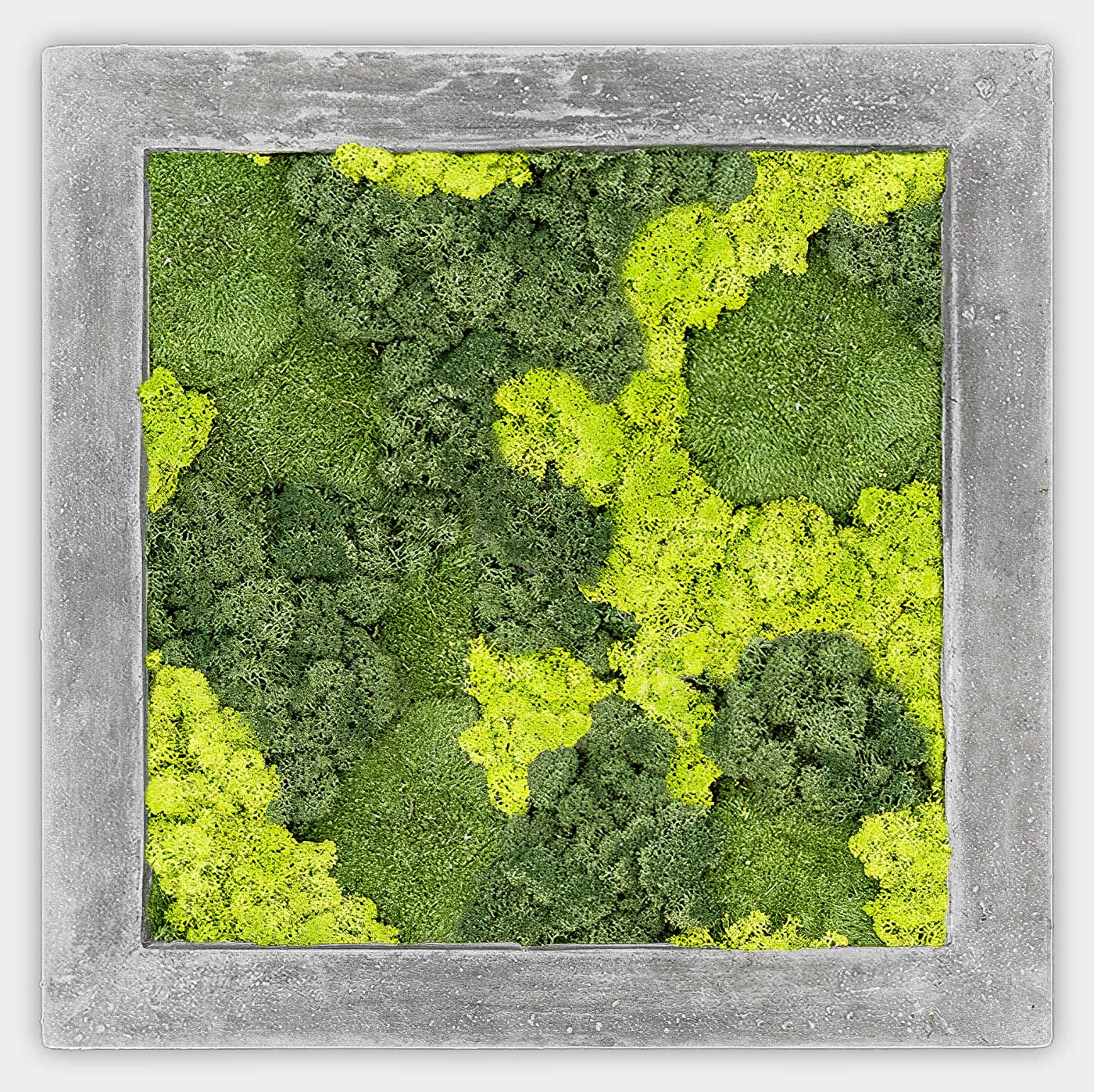 Quadratisches gemischtes Moosbild