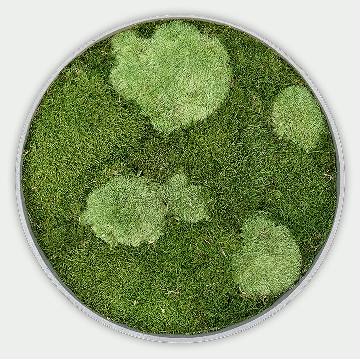 Rundes gemischtes Moosbild