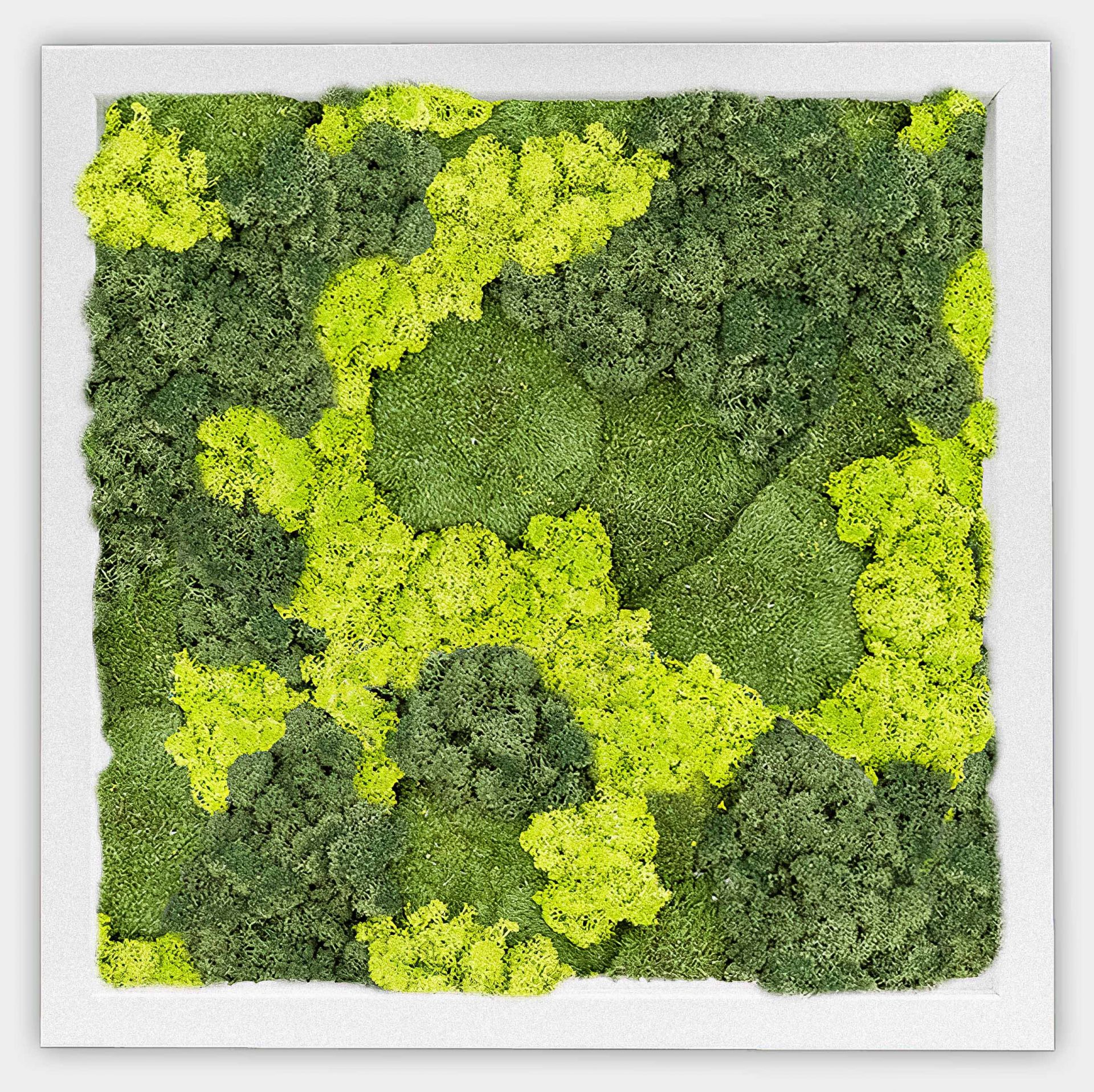 Quadratisches gemischtes Moosbild