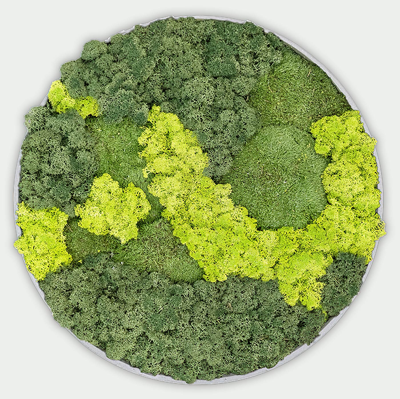 Rundes gemischtes Moosbild