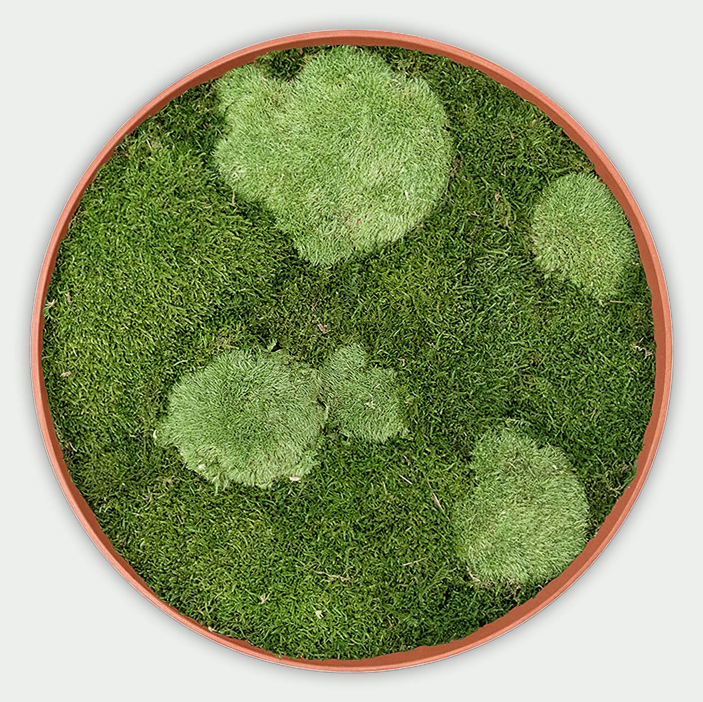 Rundes gemischtes Moosbild