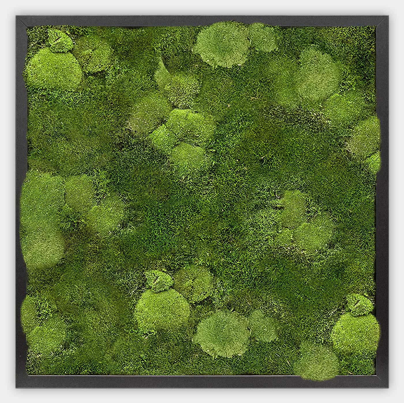 Quadratisches gemischtes Moosbild