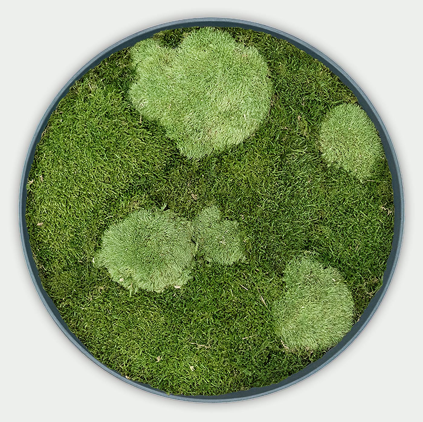 Rundes gemischtes Moosbild