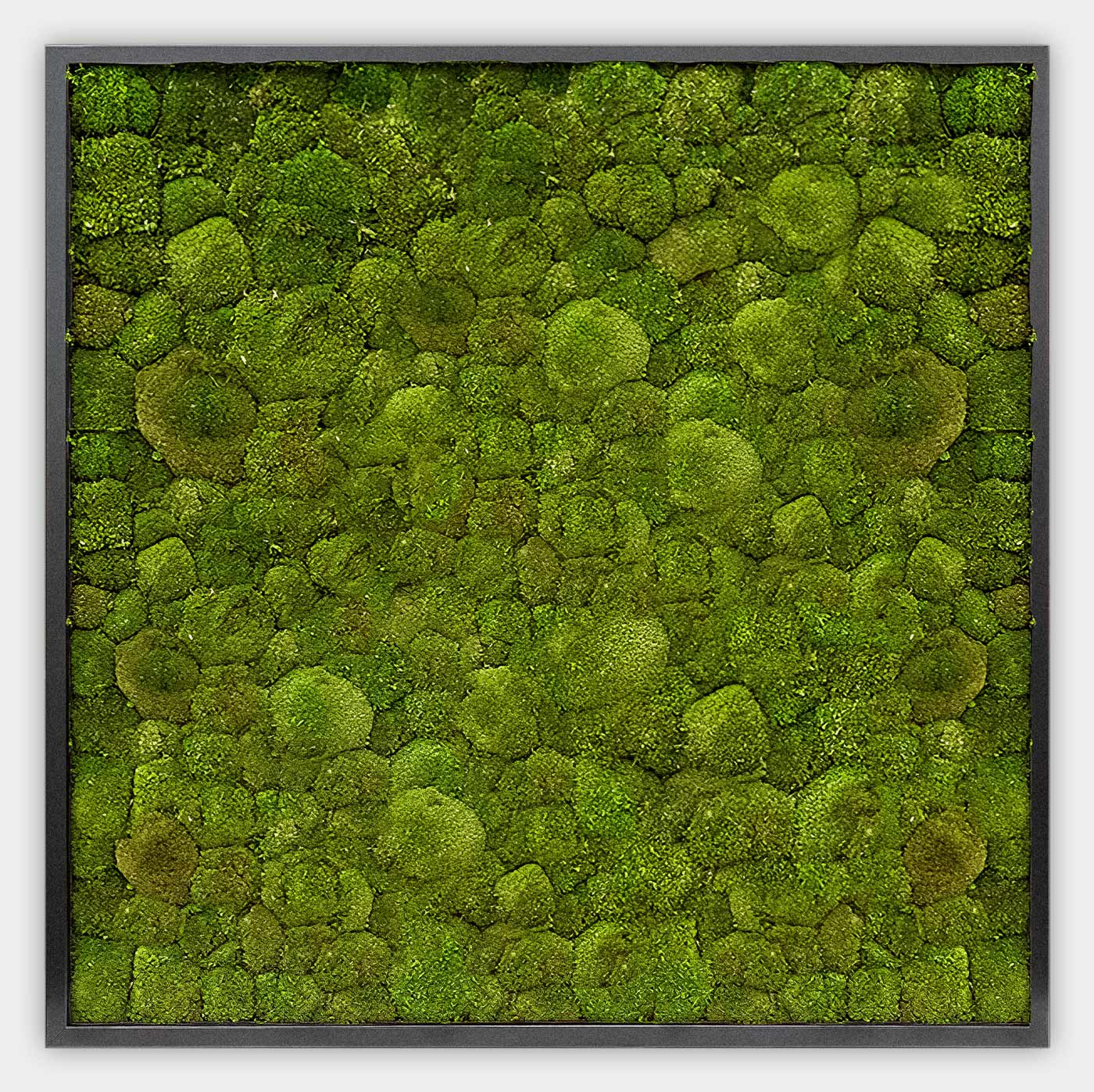 Quadratisches Kugelmoosbild