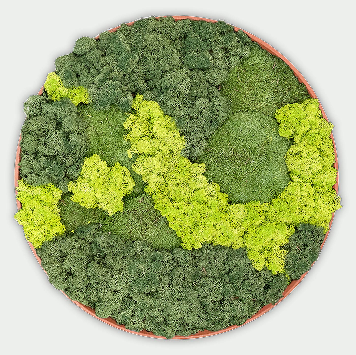 Rundes gemischtes Moosbild